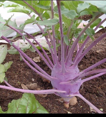 Early Purple Vienna Kohlrabi 150 or 1000 Seeds Creamy Tender & Mild Heirloom