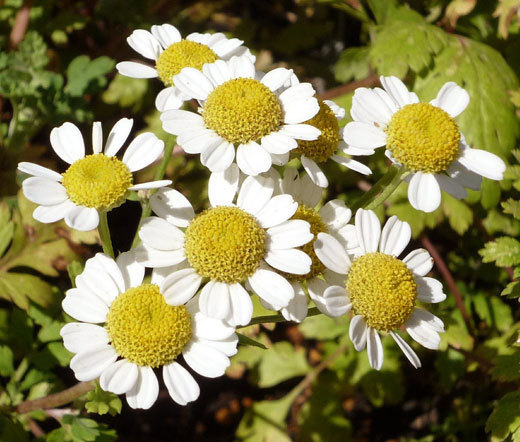 CREEPING DAISY Chrysanthemum Paludosum – 5,000 Bulk Seeds