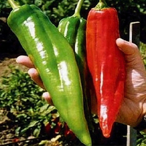 50+ BIG JIM PEPPER SEEDS — HUGE — HOT —————— HEIRLOOM