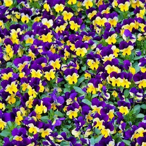 5,000+ Johnny Jump Up Viola Seeds – Heirloom Tri‑Color Viola Early Blooms