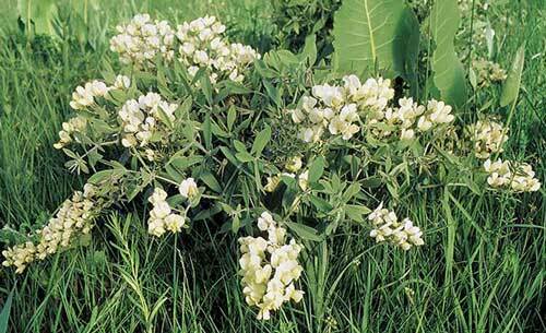 Baptisia bracteata var. leucophaea | Cream Wild Indigo | 5 Seeds