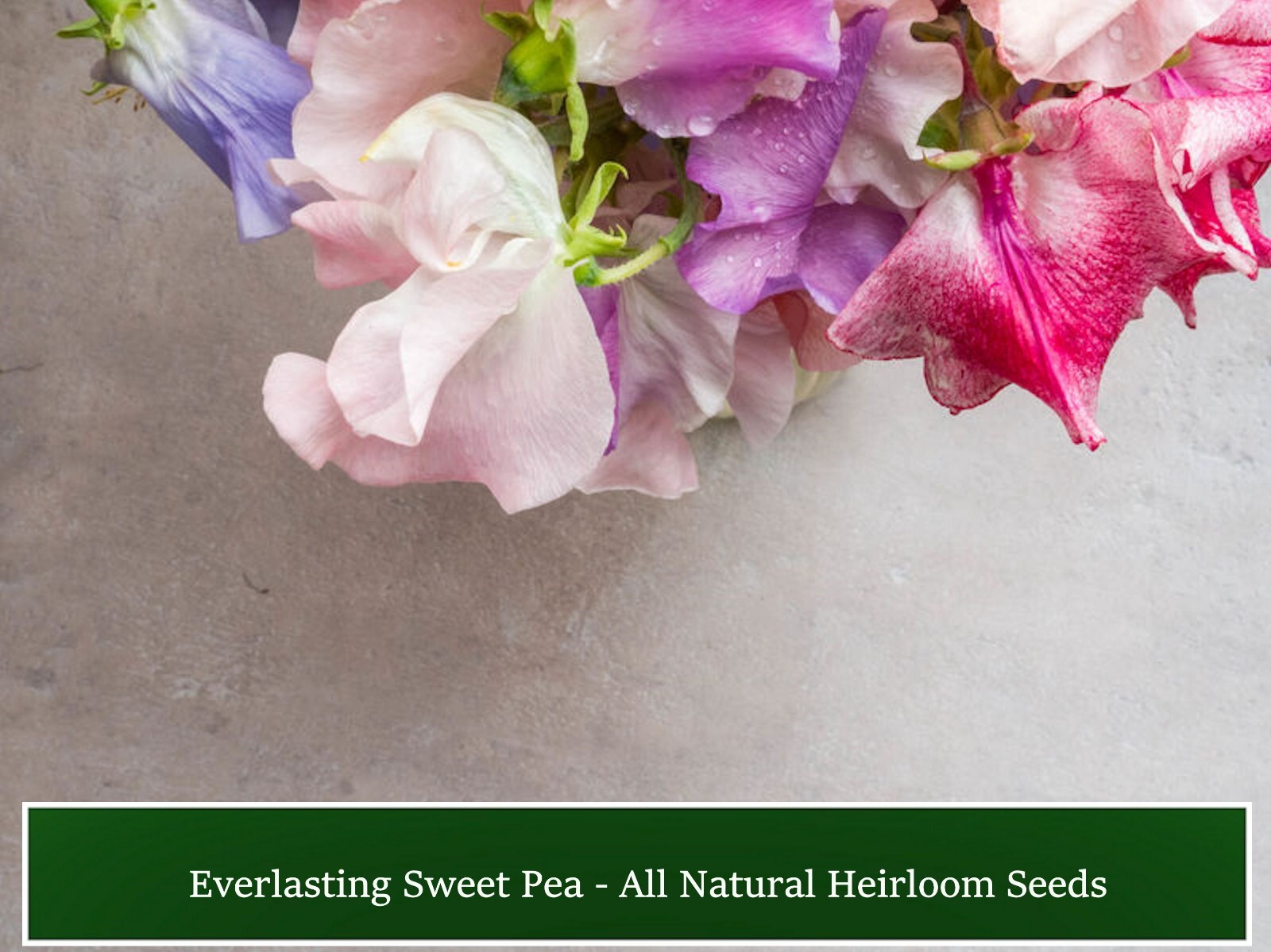 Flower Seeds-Sweet Pea Everlasting Mix Seed Pack – 20 Seeds Rainbow of Color