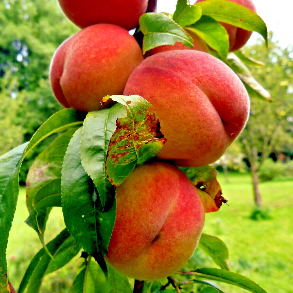 Peach Tree Seeds Dwarf Loring NEMAGUARD (Prunus persica) Fast Hardy Fruit Plant