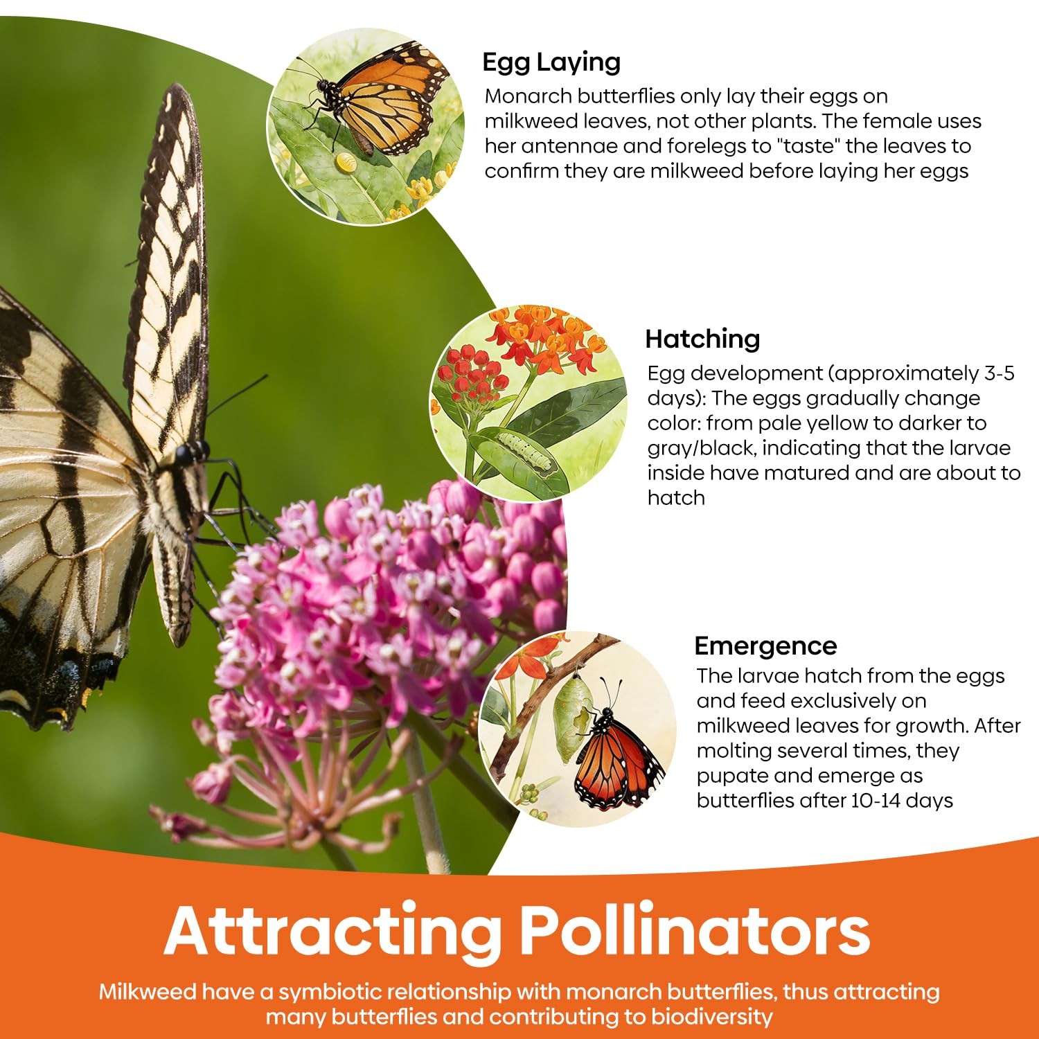 Milkweed Seeds for Planting Attract Monarch Butterflies NonGMO Pack of 5