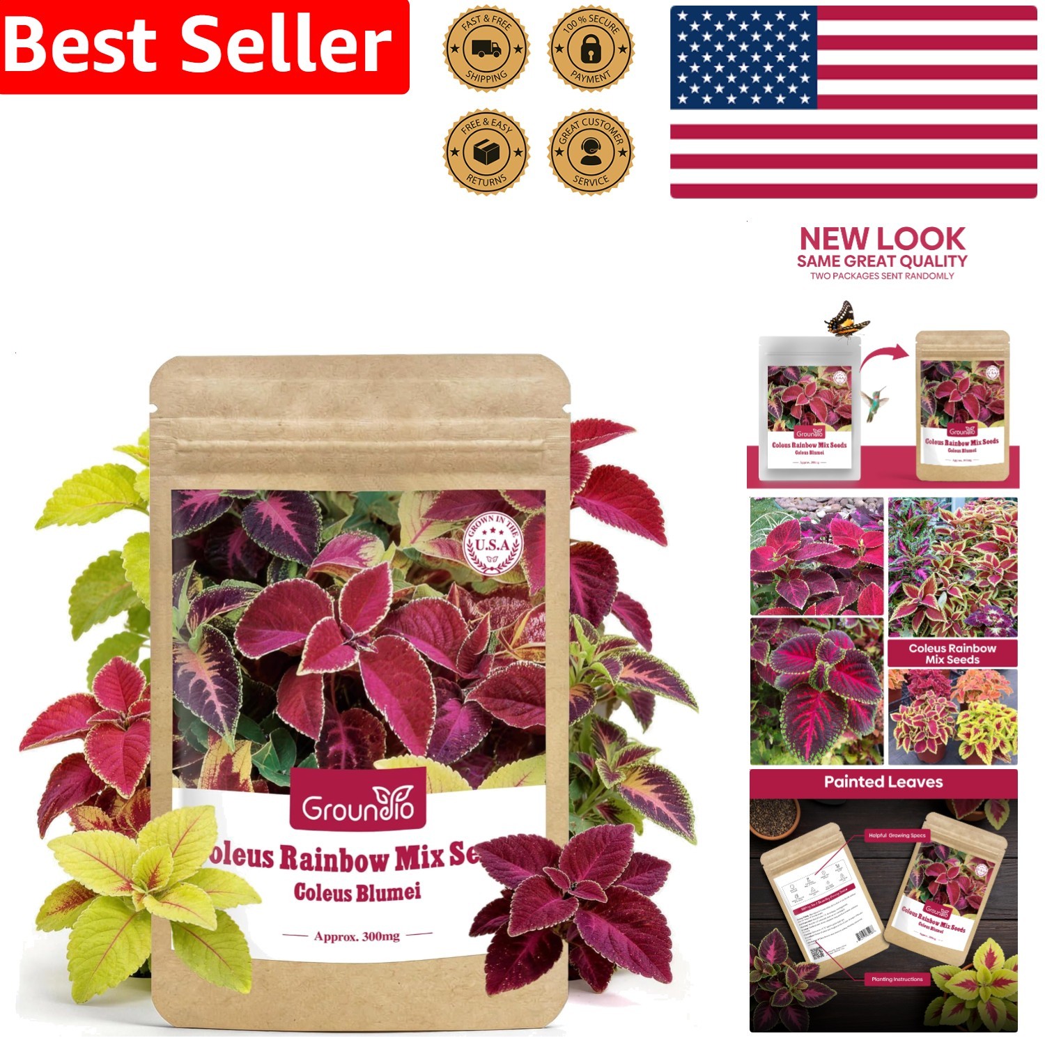 Coleus Seeds Colorful Rainbow Mix, High Germination Foliage for Patio & Borders