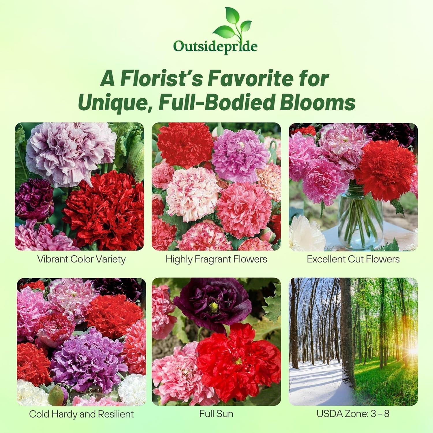 10000 Seeds Papaver Paeoniflorum Double Flower Seed Mix – Peony