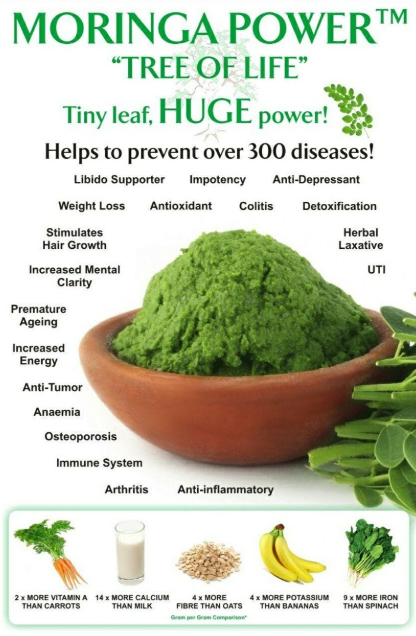 20 Moringa Oleifera Seeds Organic NON GMO For Planting Sprouting Food Superfood