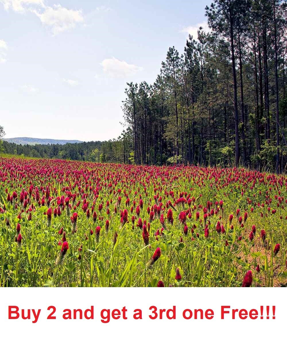 Clover CRIMSON RED Flowers legume adds Nitrogen Pollinators 1000+ Seeds!!!