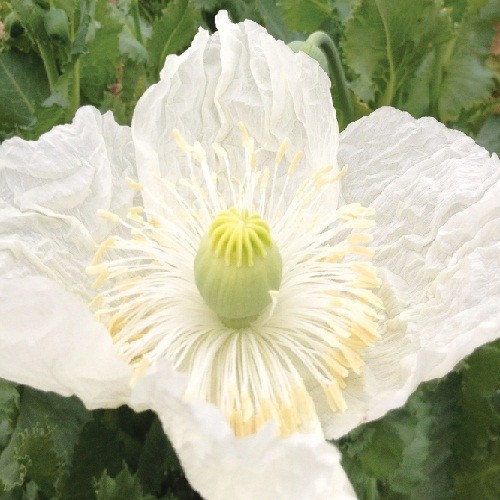 750+ Rare Peshawar White Pakistani Poppy Seeds Giant, Elegant Pure White Blooms