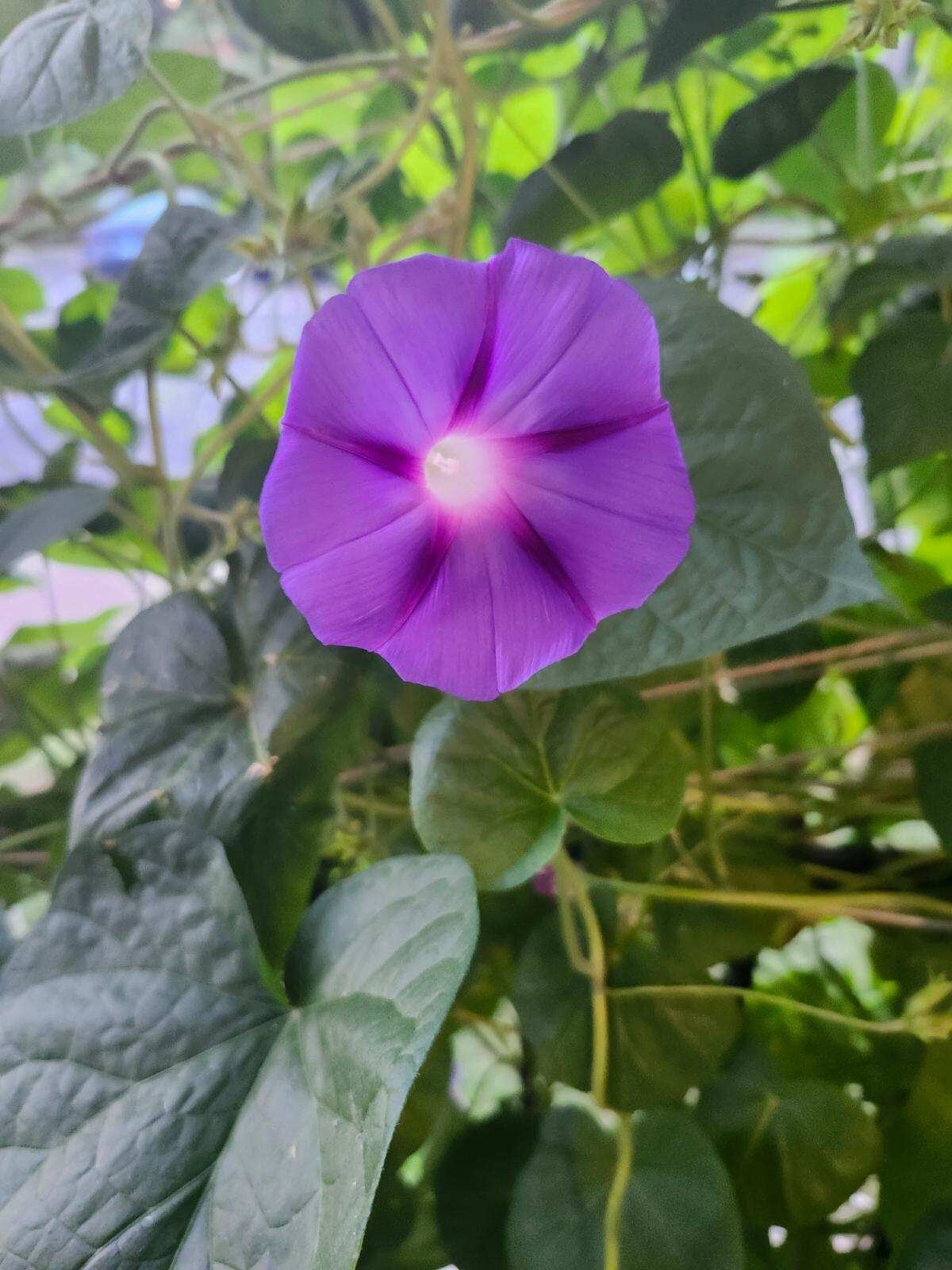 21 Morning Glory Vine Seeds Purlpe ,Pink,Light Purple(7 Of Each Color)Buyerchoic