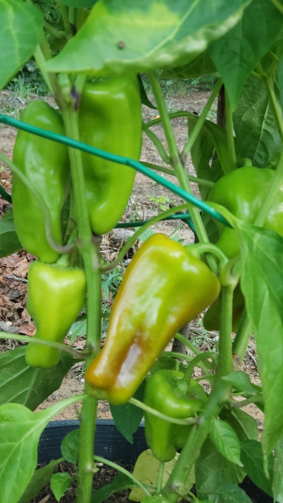 SEEDS Sweet Cubanelle Pepper 100 Seeds Pimiento de Cocinar