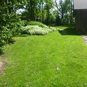 2 LBS – OptiGrowth Coated Poa Supina Grass Seed Blend – Shade Grass Seed