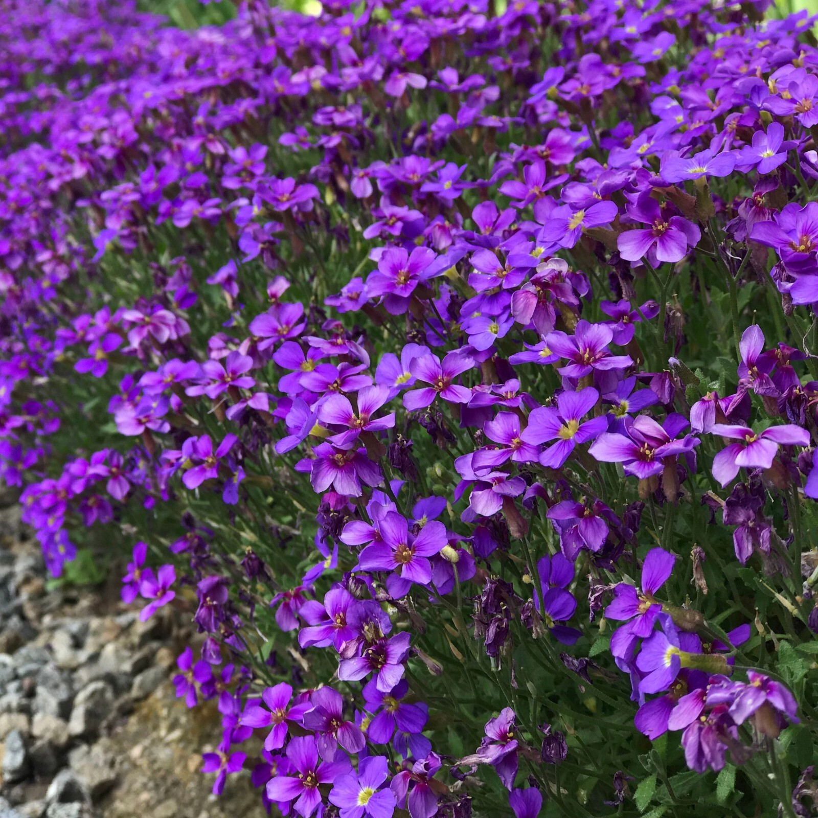 Purple Rock Cress Seeds | Perennial Aubrieta Groundcover – Bulk