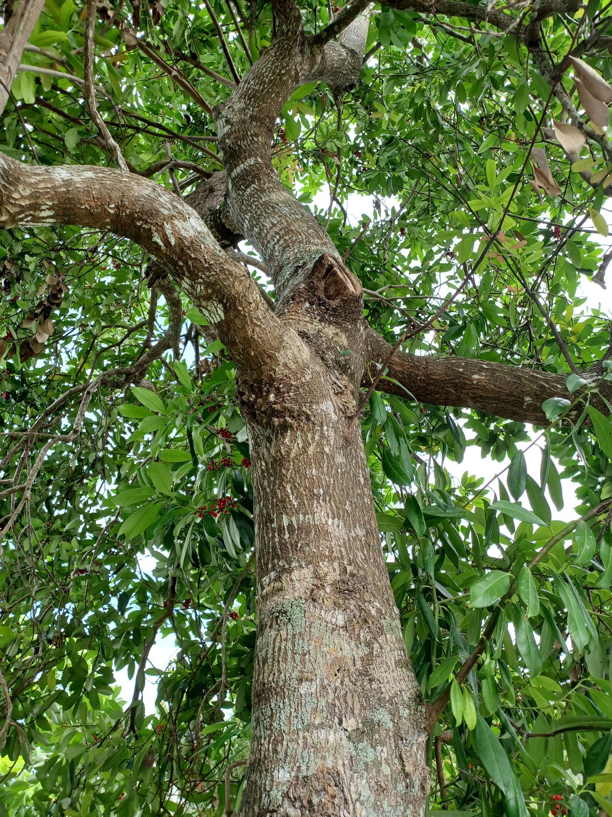 50 Dahoon Holly Seeds, Ilex cassine (Gathered 2025)