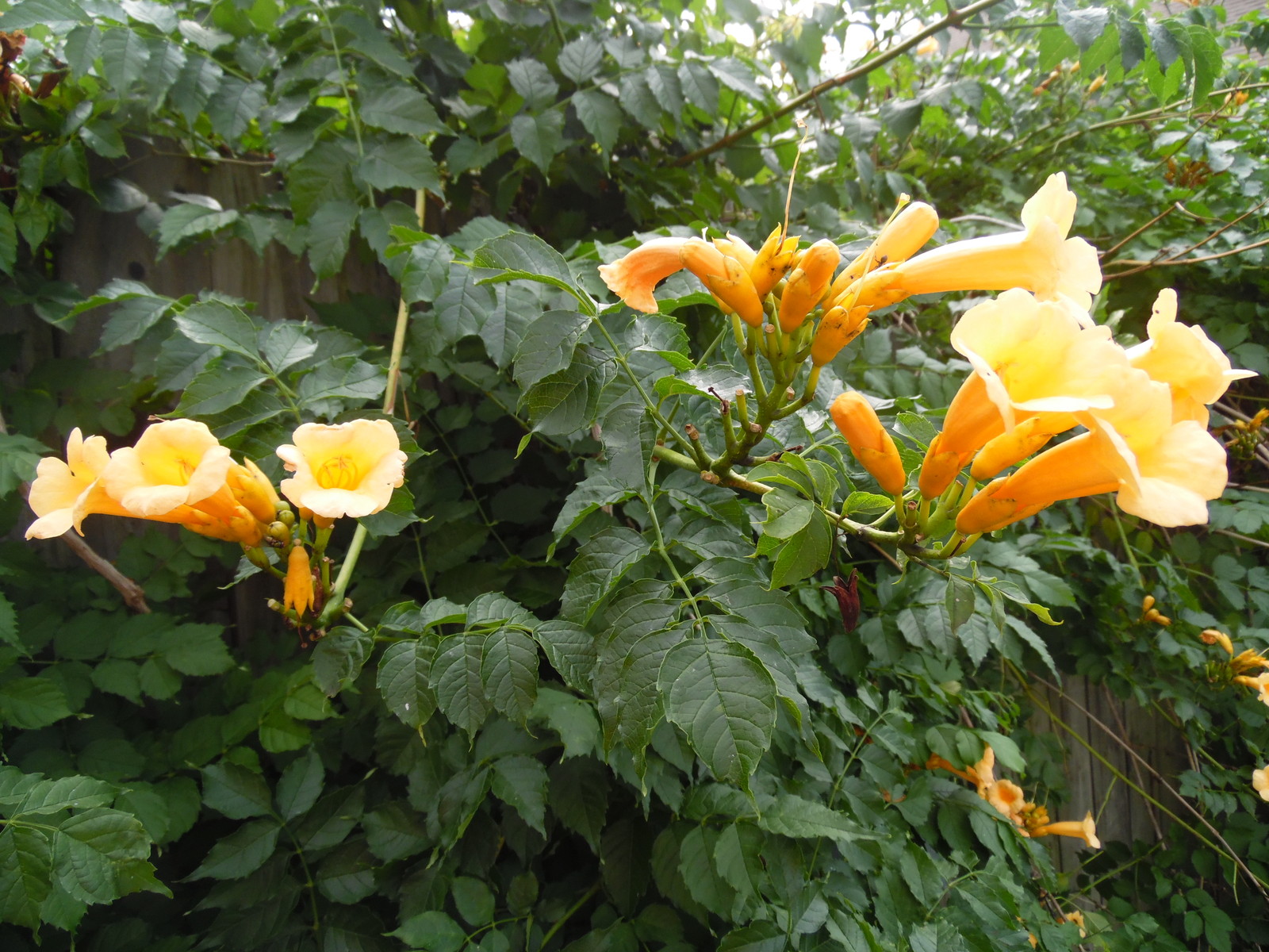 Hummingbird Trumpet Vine Mix – 25 Seeds Perennial – Hummingbirds Love It!