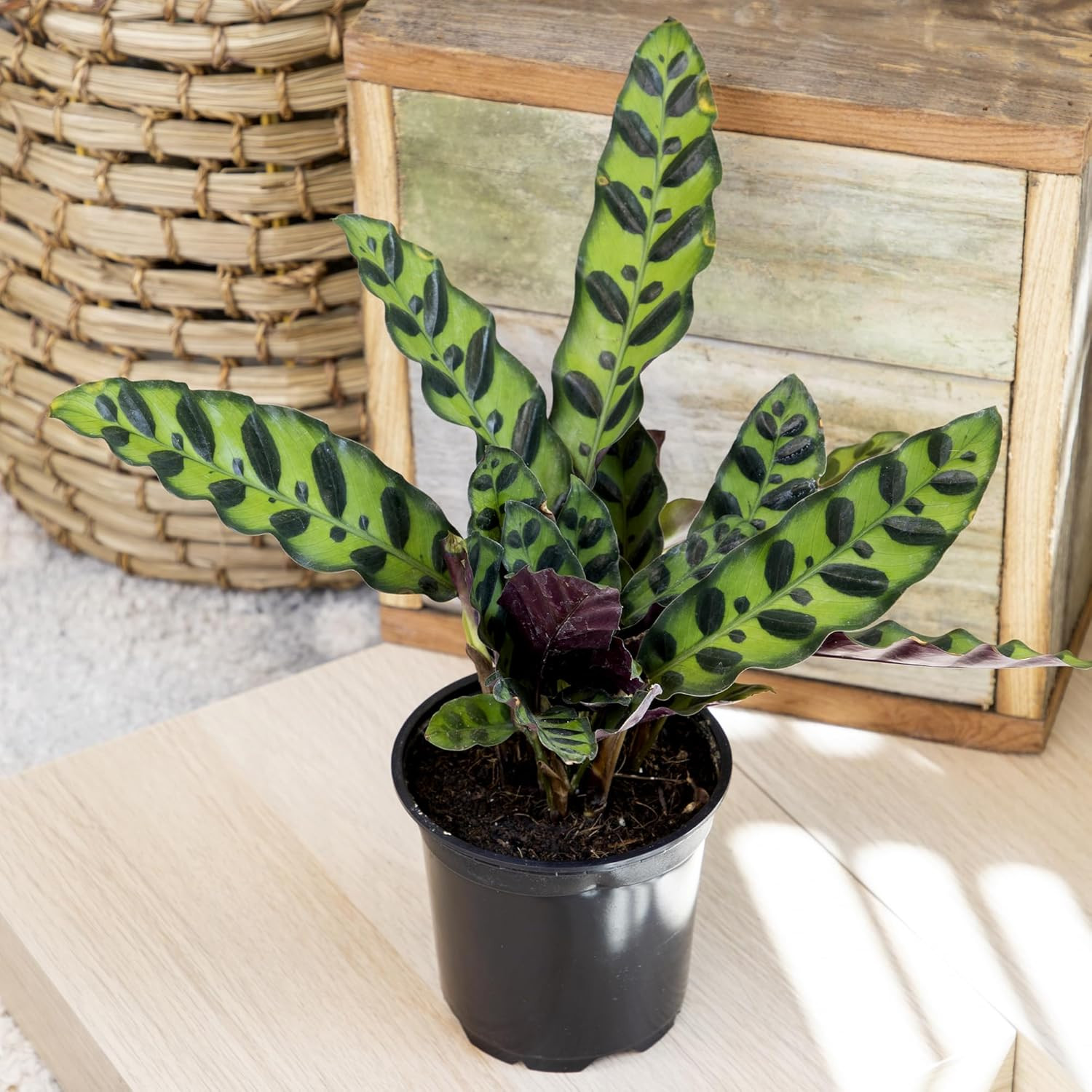 Live Calathea Houseplant (4 Pack), Pet Safe Plants for Cats & Dogs, Makoyana, Ra