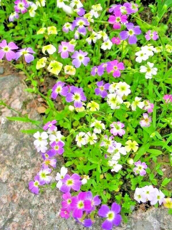 1000+VIRGINIA STOCK Flower Seeds Flowering Groundcover Borders Container Easy