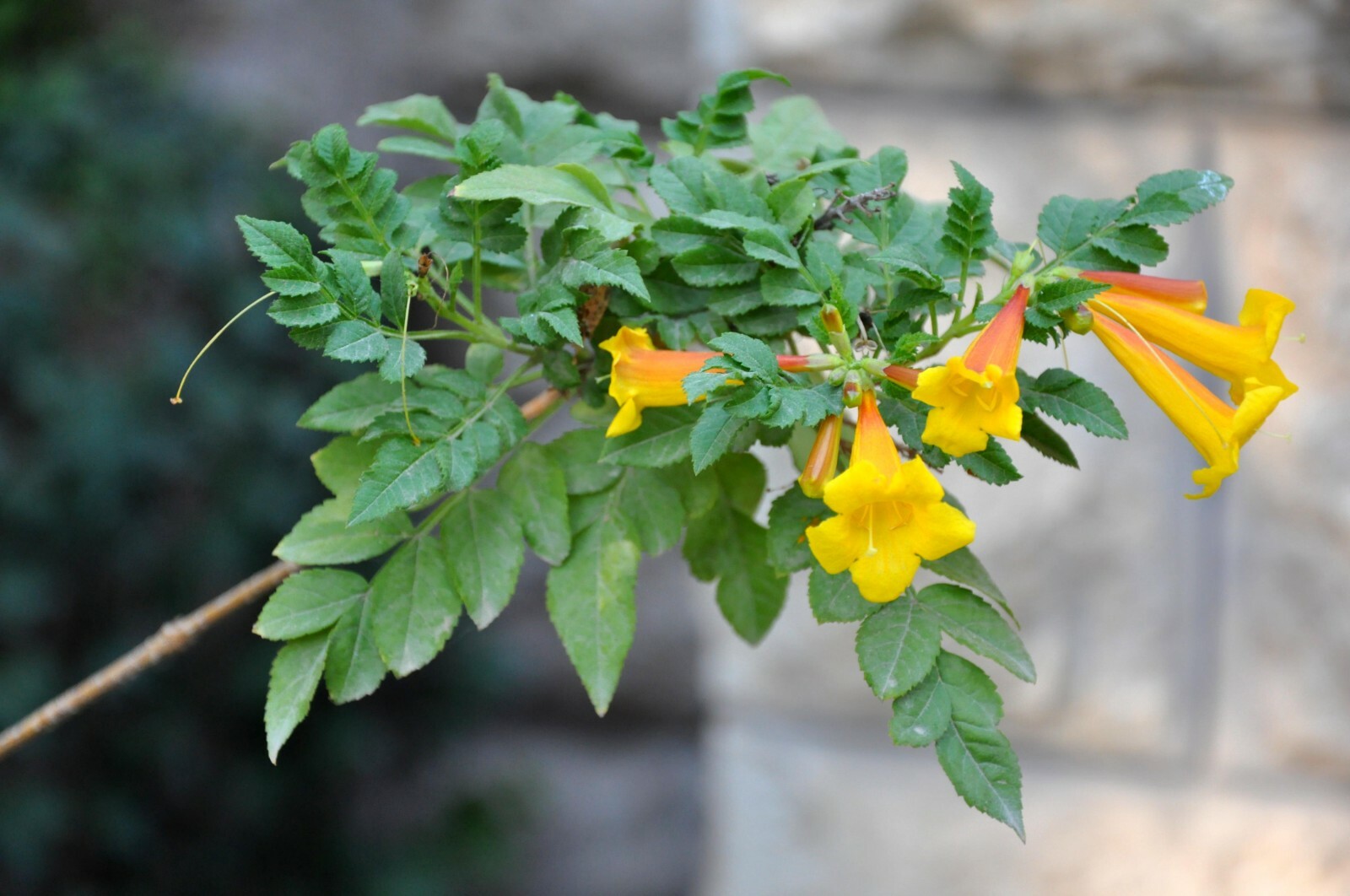 Yellow Trumpet Creeper (Campsis radicans Flava), 80 seeds