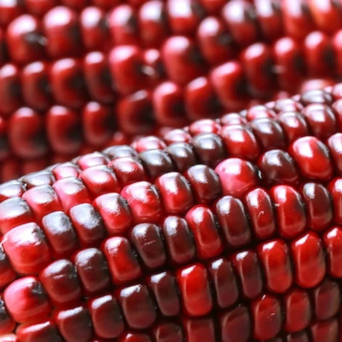 50 Red Corn Seeds – Vibrant Ruby Color Heirloom Variety for Garden or Display