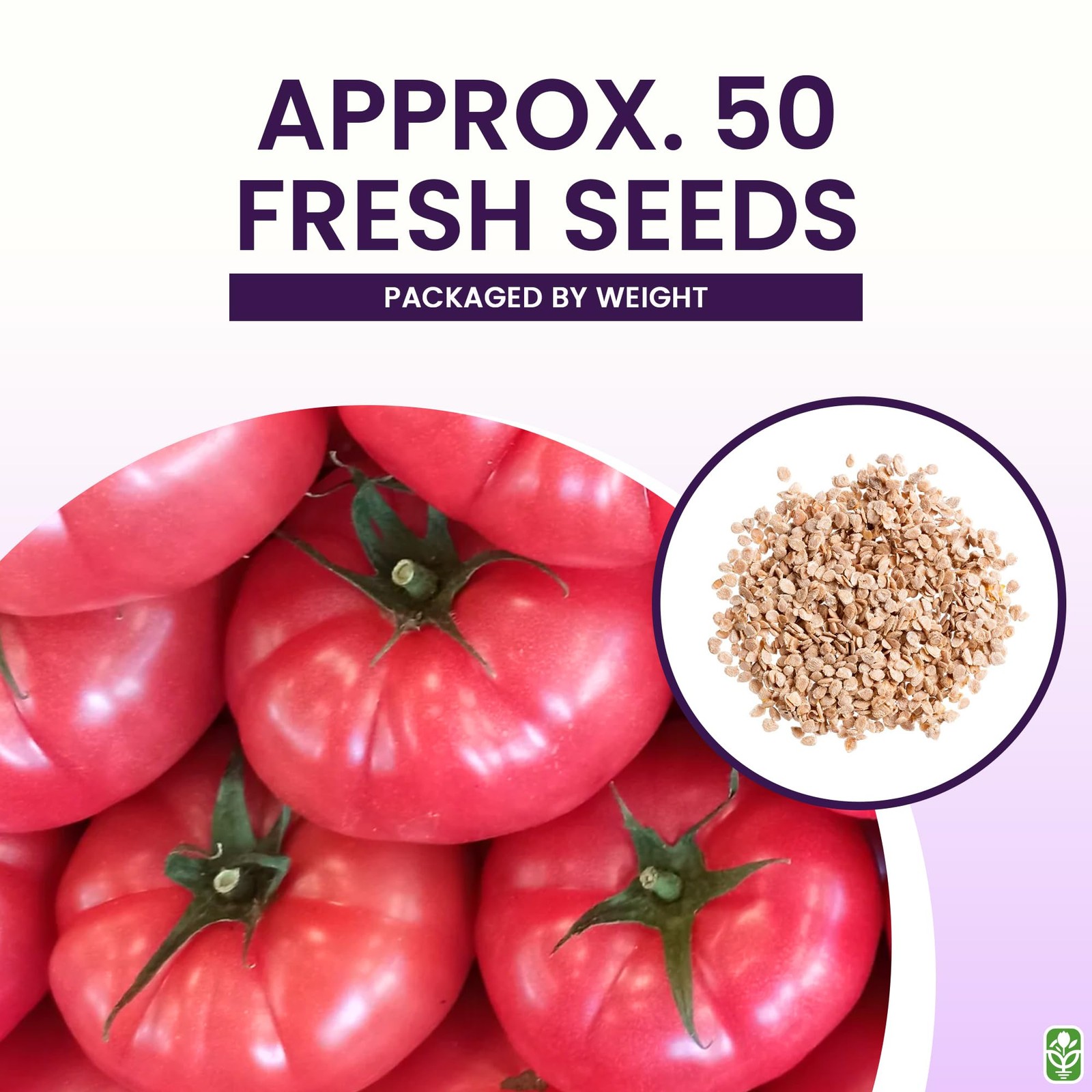 Pink Brandywine Tomato Seeds for Planting – Heirloom, Large & Juicy – One of …