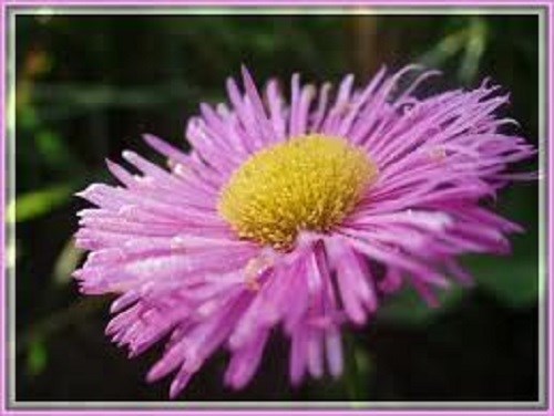 50+ ERIGERON AZURE FAIRY PERENNIAL FLOWER SEEDS/DROUGHT TOLERANT/FLEA REPELLANT