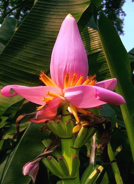 Pink Dwarf Banana Tree Fruit Plant Seeds (Musa velutina) Rare Fast Hardy-Zone 7b