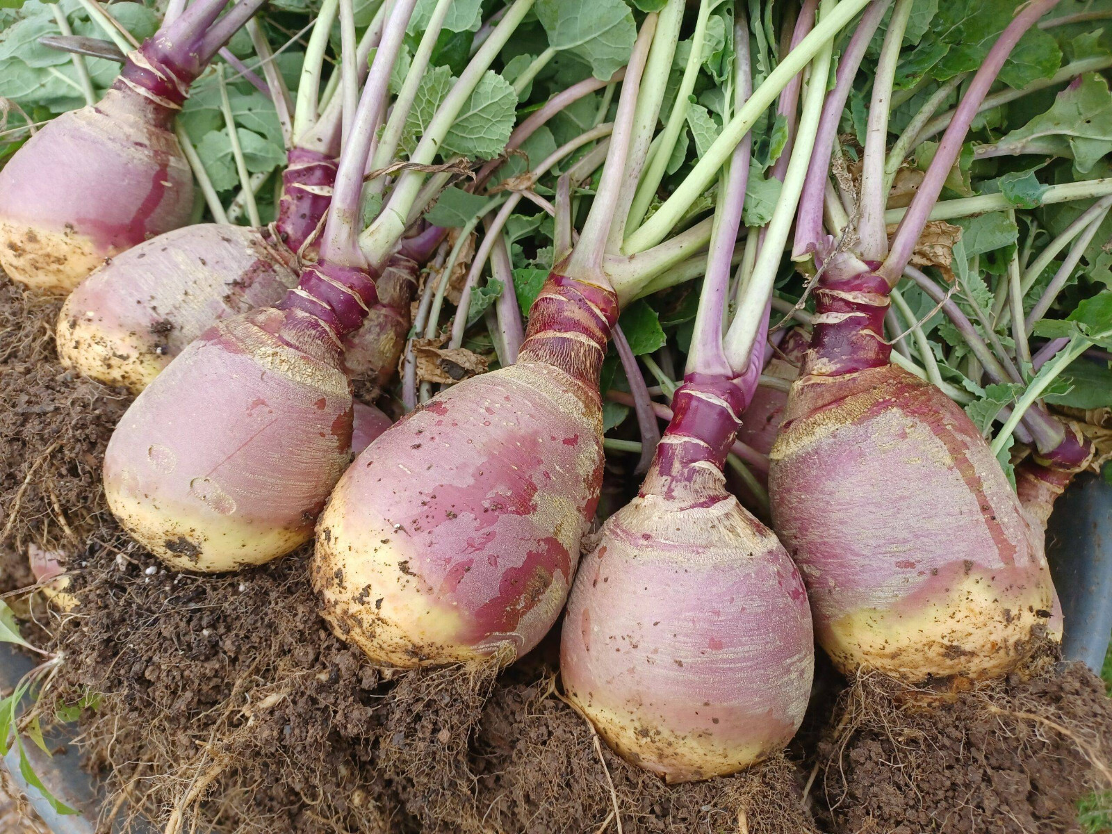500+ Laurentian Rutabaga Seeds for Garden Planting – USA – FREE SHIPPING!