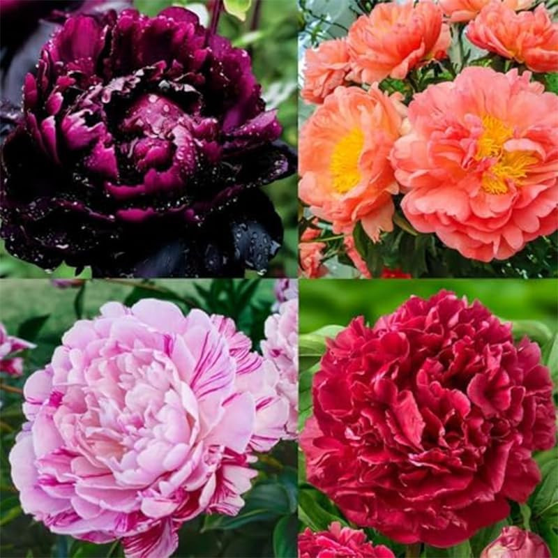 300+ Perennial Peony Flower Seeds for Planting Outdoor-Attracts