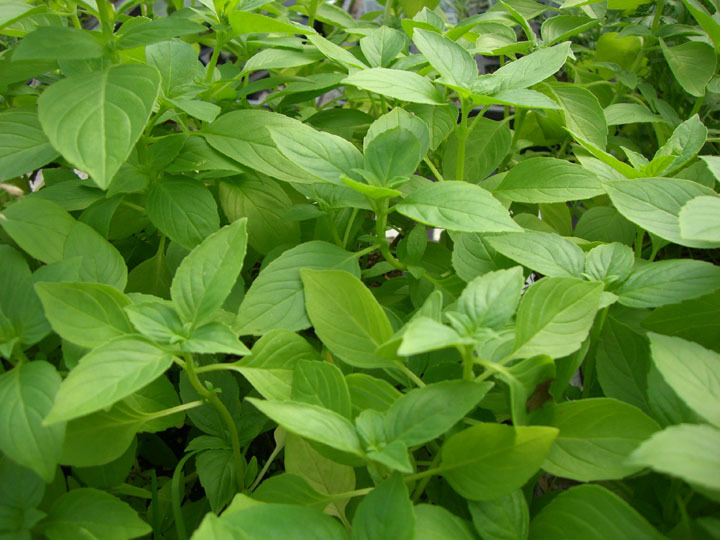 Basil Seed: Lemon Basil Seeds Fresh Seed