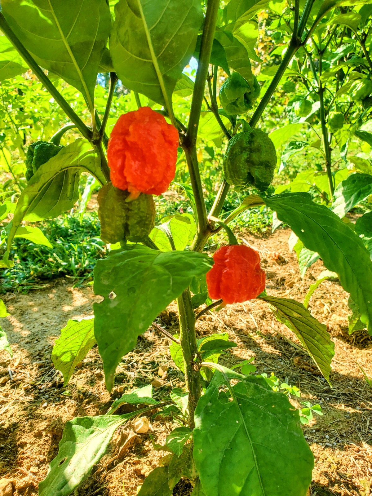 CAROLINA REAPER Pepper Seeds – Super Hot! 25+ seeds Organically Grown in TN