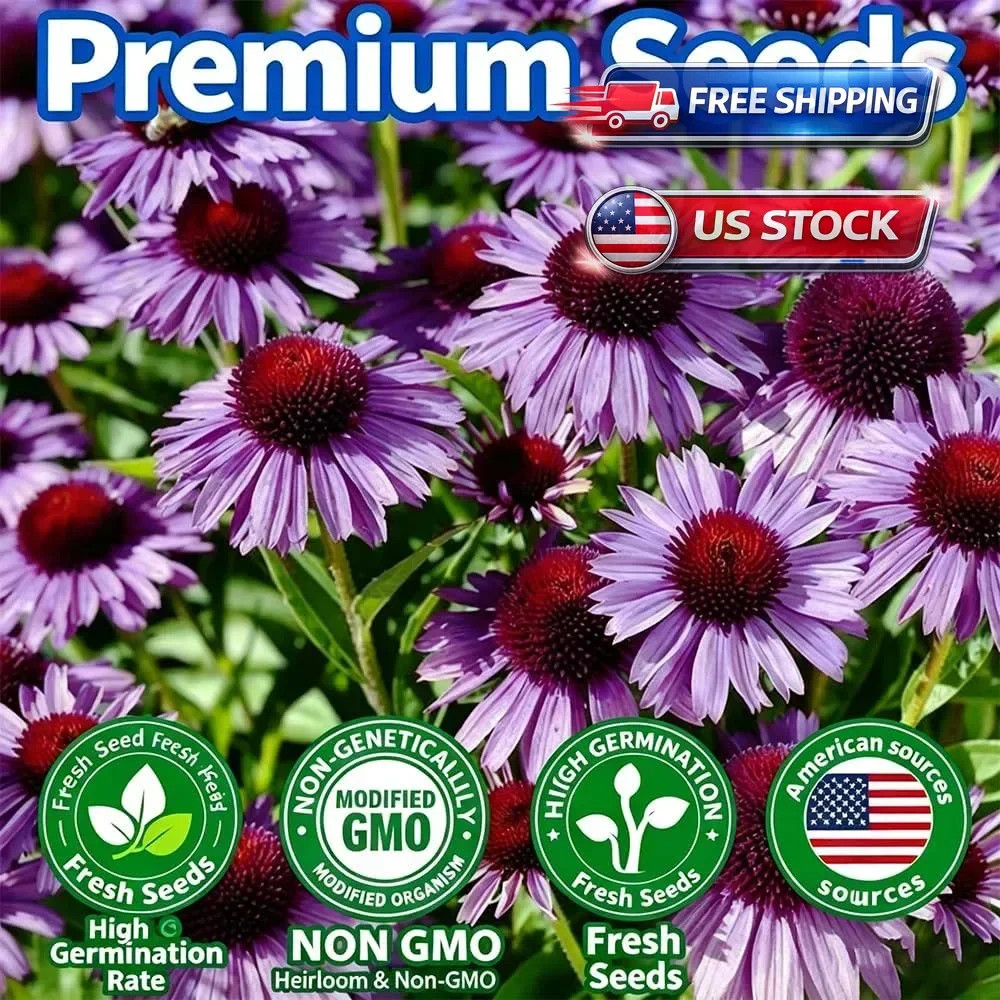 300+ mixedEchinacea Coneflower Seeds for Planting -Perennial Cone Flower Seed