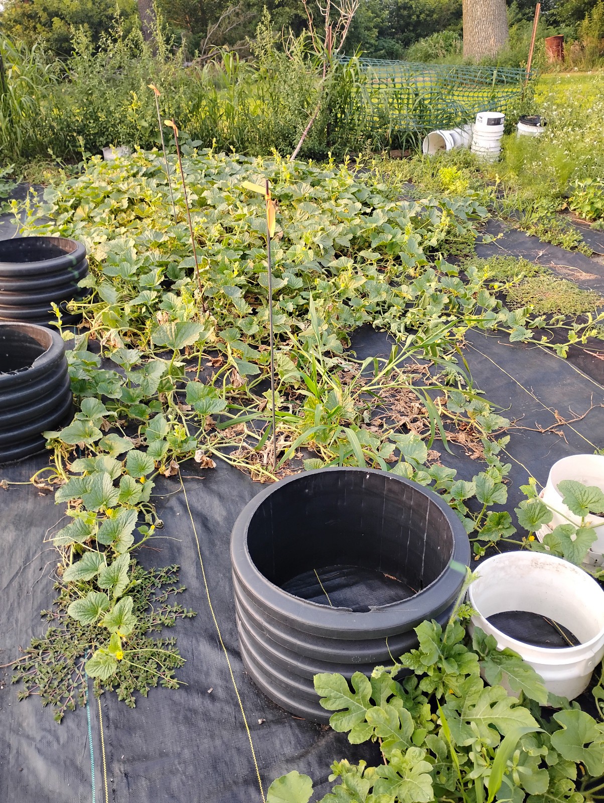 Iowa Grown Organic Striped Watermelon Seeds, NON-GMO, Gumbo Soil Pure 20-35 LBS