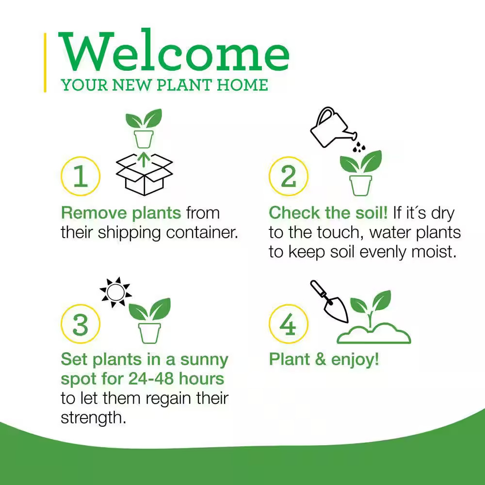 19 Oz. Italian Oregano Herb Plant (2-Pack)
