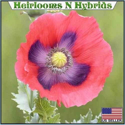2,500+ The Giant, “Rattler” Papavear Somniferum Giganteum Poppy Seeds Huge Pods