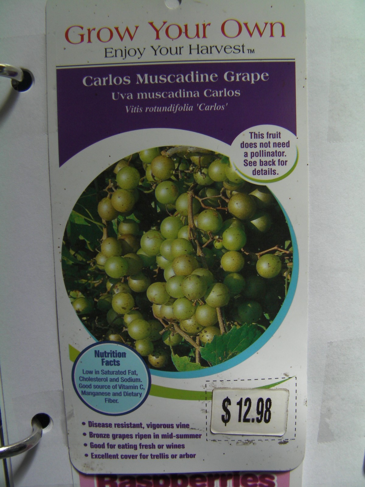 8 cuttings of organic Bronze Carlos Muscadine Grapevine