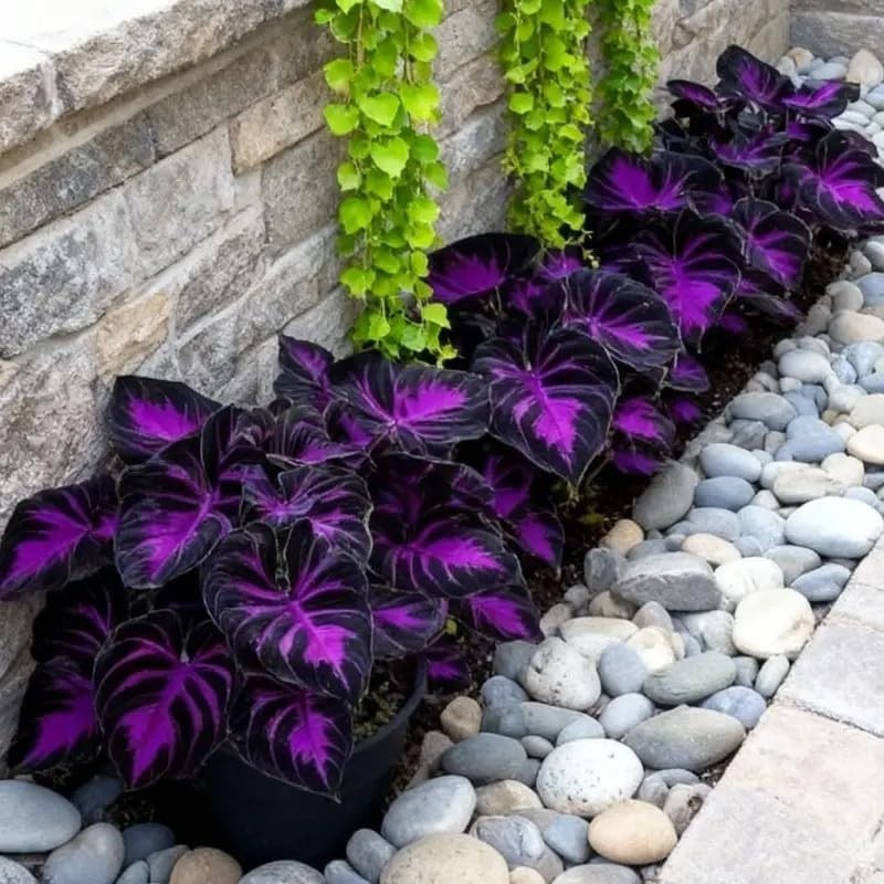 308 Hosta Seeds for Planting Rare Perennial Shade Plants Heart Shaped Foliage