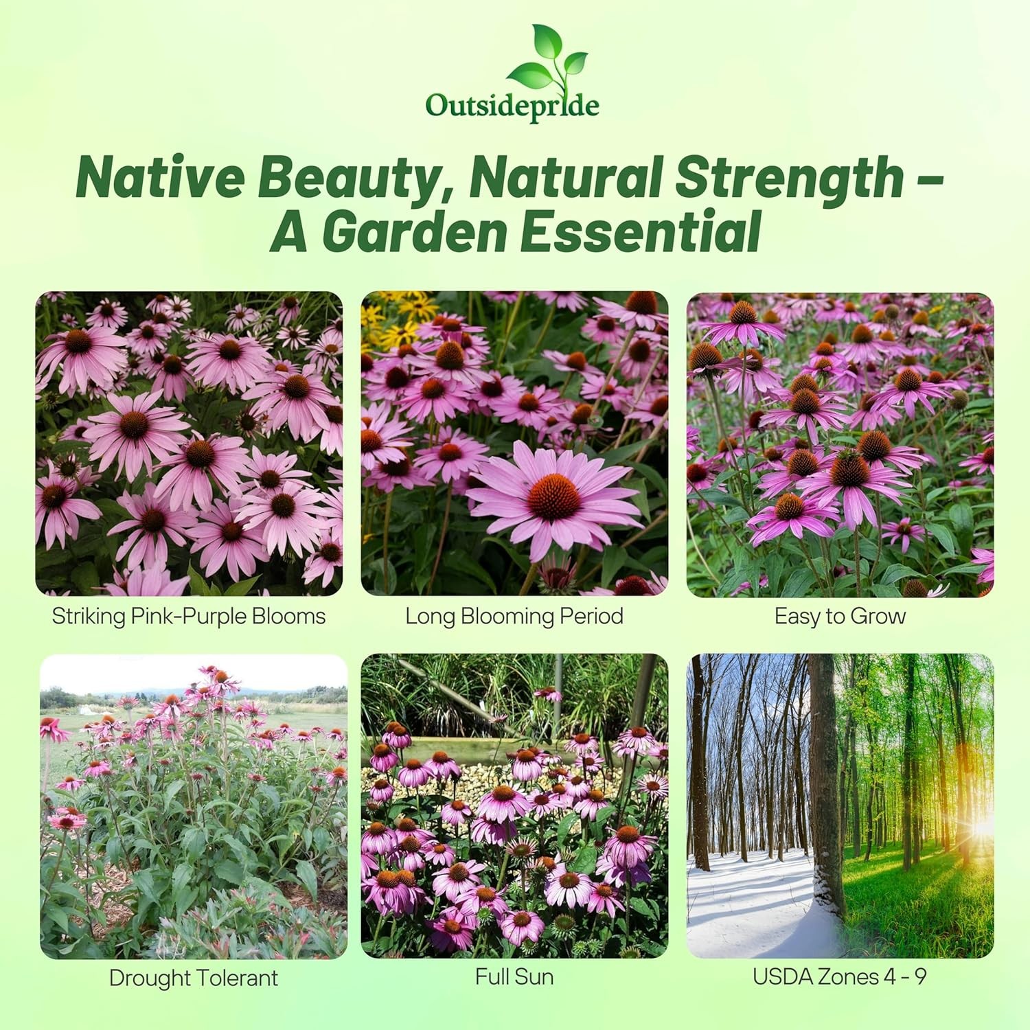 50 Seeds Purple Coneflower Echinacea Purpurea Magnus Garden Flower With