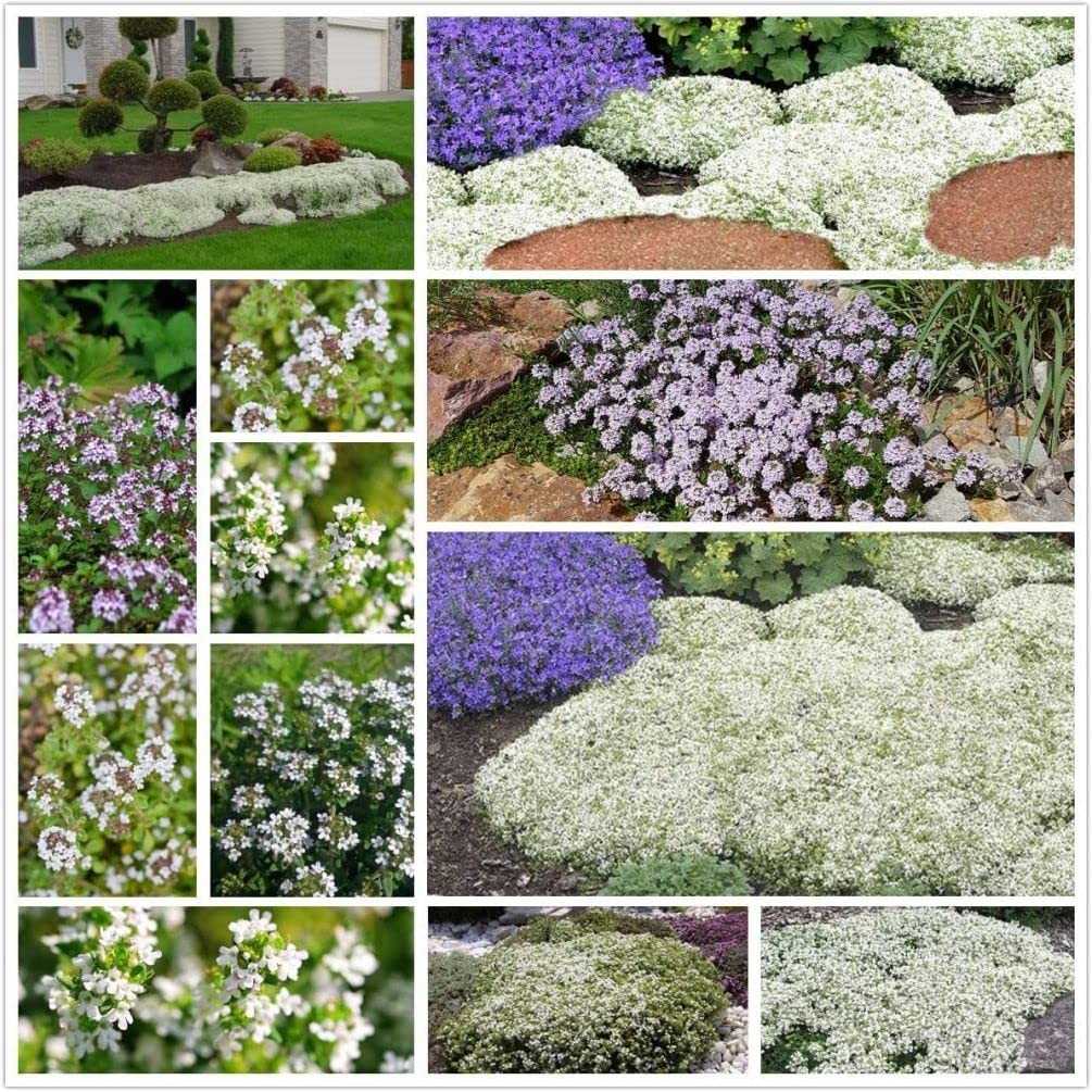 Mix Creeping Thyme Seeds for Planting, Ground Cover Plants – 1000 Pcs