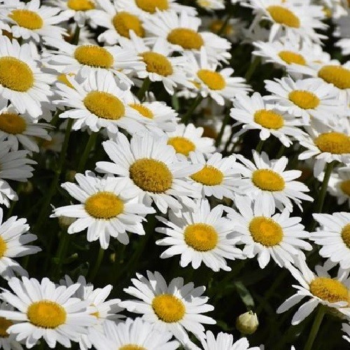 2,500+ Shasta Daisy Seeds Chrysanthemum Maximum Large Perennials All US Zones