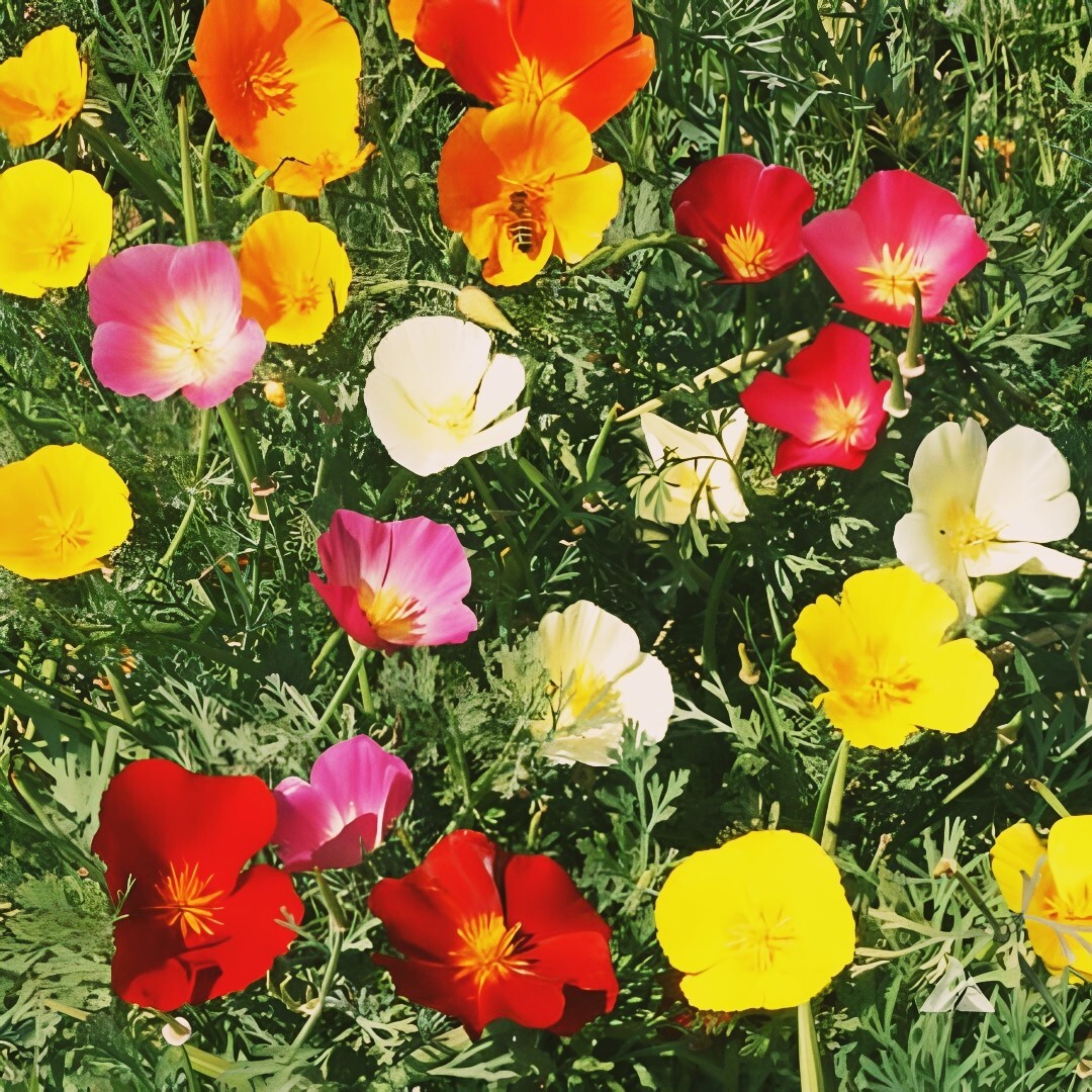 Poppy CALIFORNIA FORMULA MIX Honey Bees Wild Bees Love Poppies NonGMO 1000 Seeds