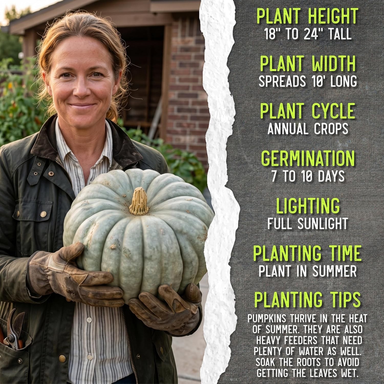 Plant 20 Heirloom Blue Jarrahdale Pumpkin Seeds – Non-GMO for Generous Harvests