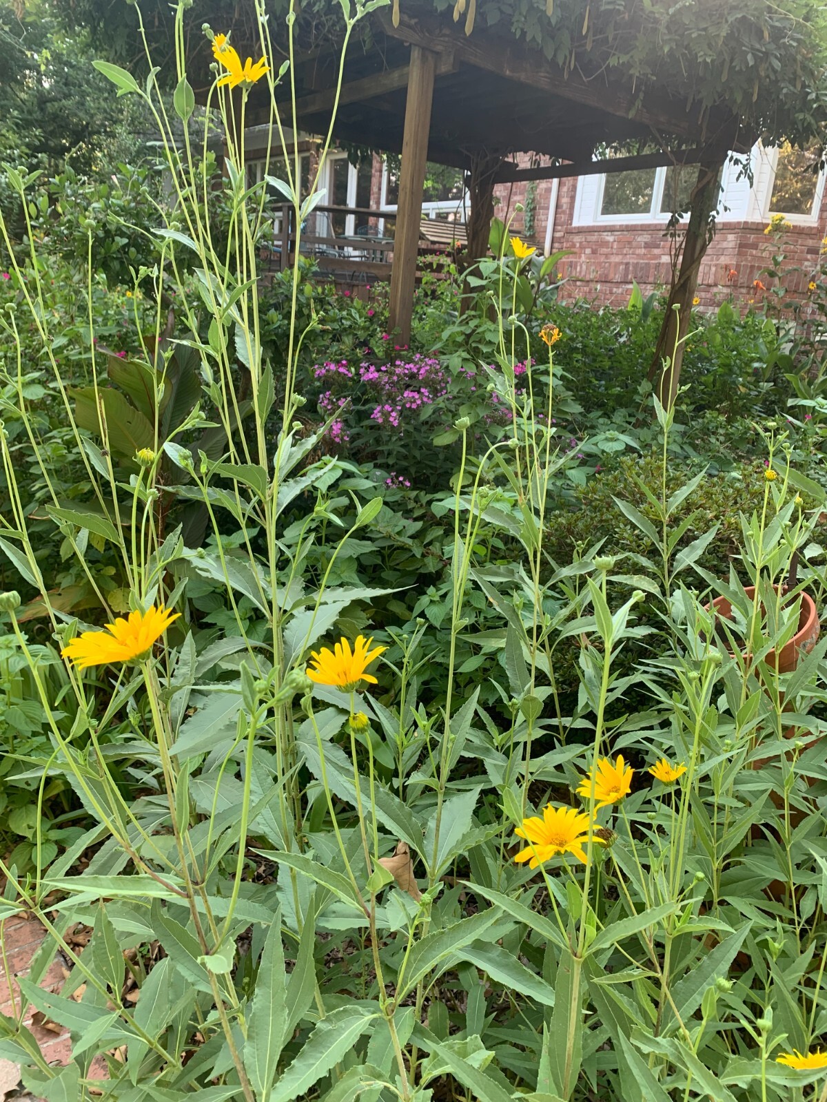 Lot of 25 Heliopsis helianthoides False Sunflower plants-free shipping