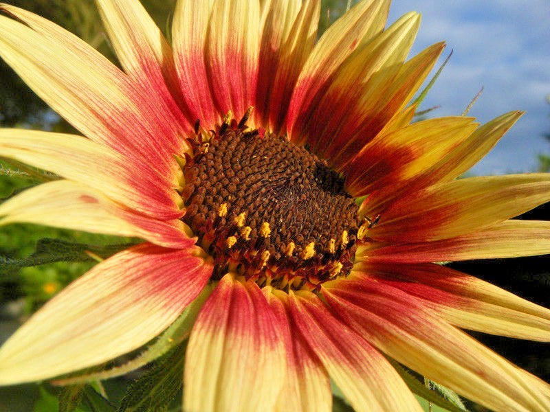 50+INDIAN BLANKET SUNFLOWER Seeds Native Wildflower Pollinators Cut Flowers Easy