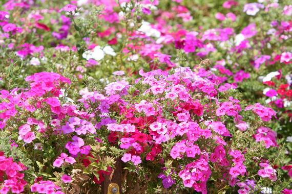 500 Pastel Shades Mixed Drummond Phlox Drummondii Flower Seeds