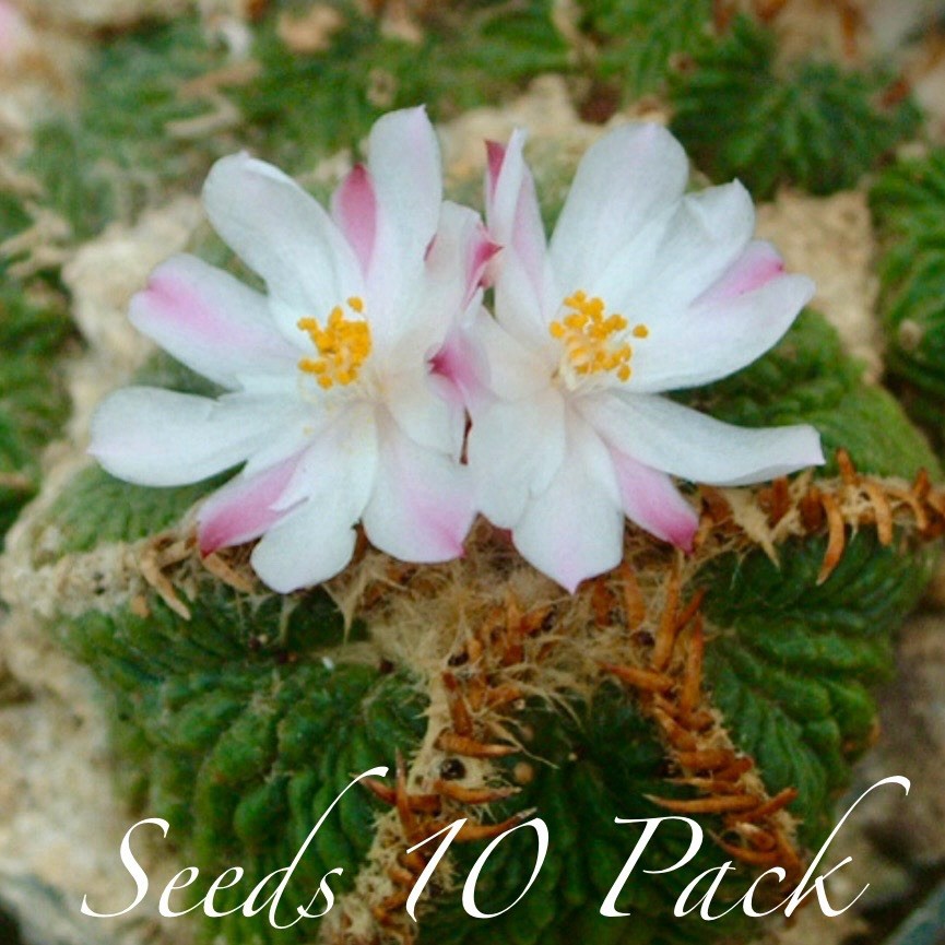 (10) Ultra Rare SEEDS Aztk“Rit.t3rri”US SELLER