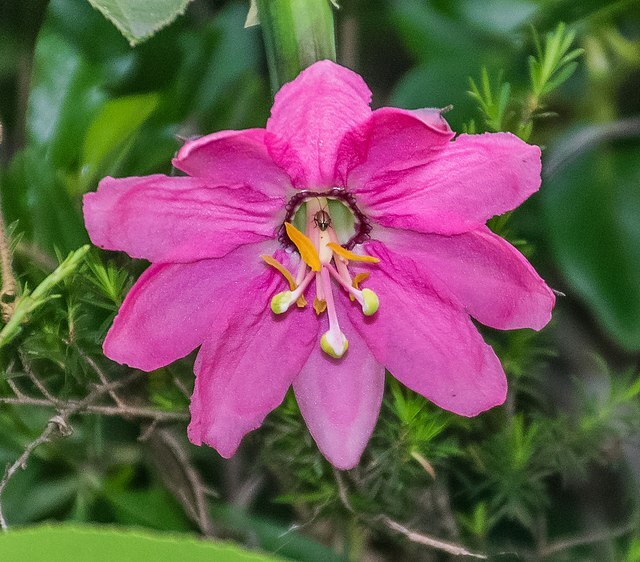 PASSION FRUIT Seeds BULK *Free Shipping* Purple Passiflora mollissima Vine Seeds