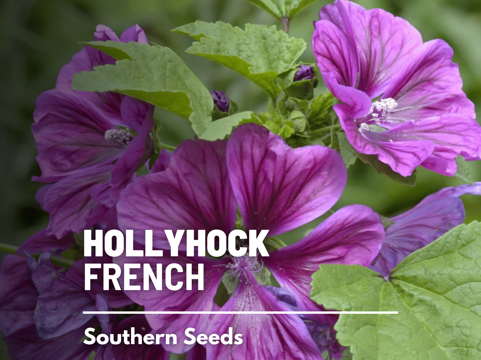 Hollyhock, French – 25 Seeds – Heirloom – Medicinal Herb (Malva Sylvestris)