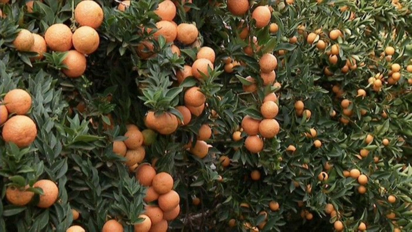 Myrtle Leaf Orange 14-20” tall (Citrus myrtifolia) Chinotto 2.5″ Pot Size