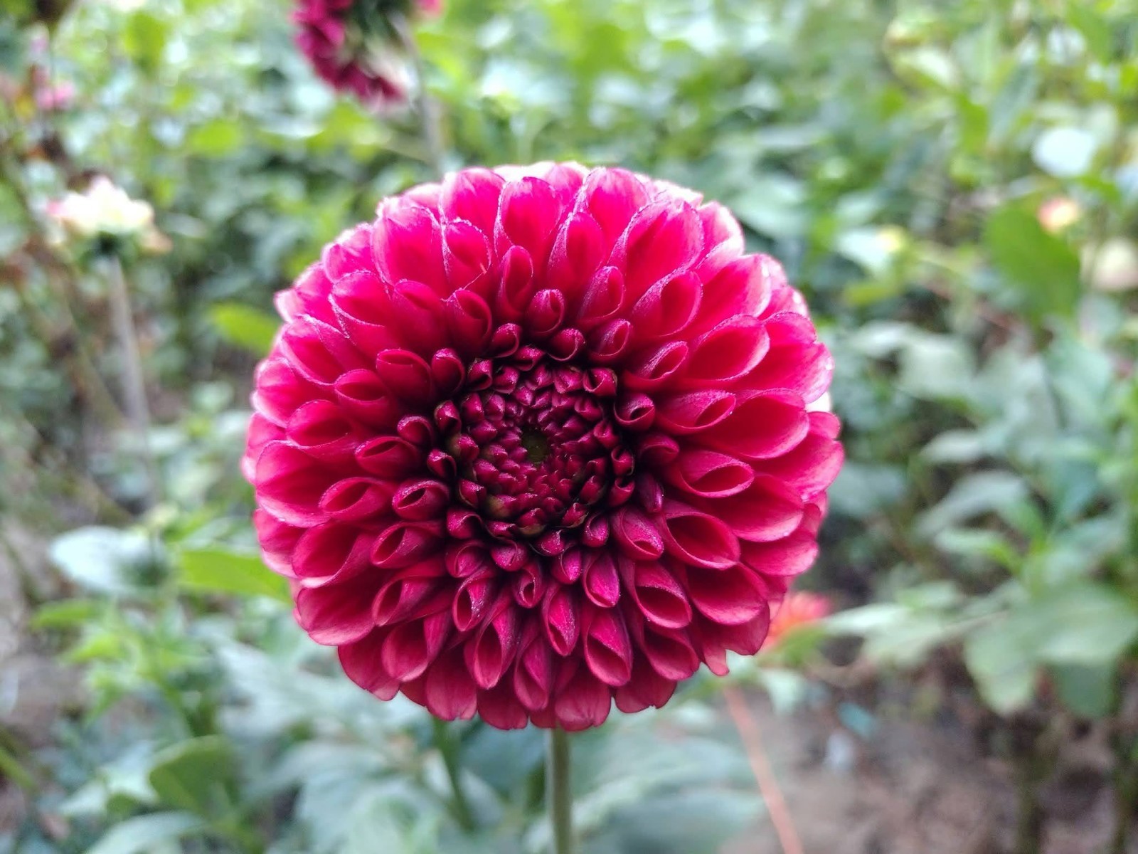 Home Grown Dahlia Flower Tuber Bulb Bundle Lot 10-50 Grower’s Choice Tubers