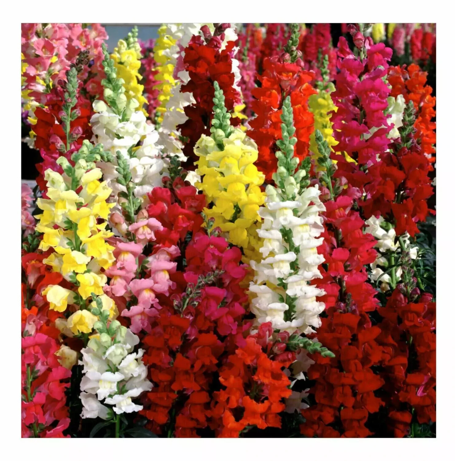 3000 Snapdragon Seeds Tetra Mix, Multi Color Blooms, Bees Butterflies, FREE SHIP